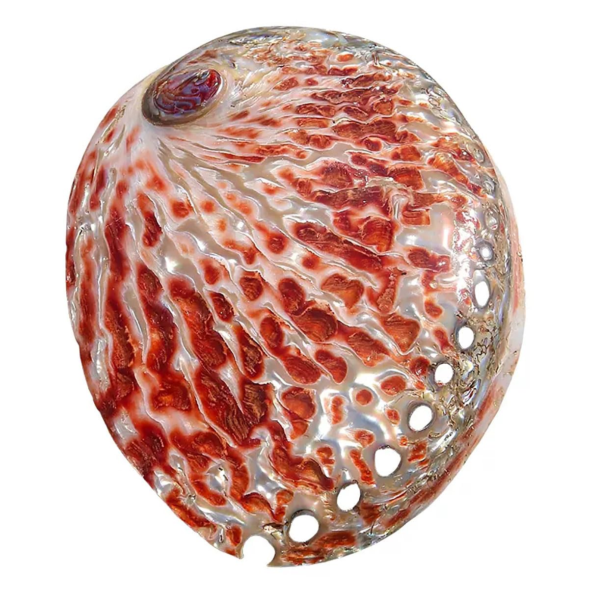 YKMYXZ shells， Red Abalone Shell 11-13Cm for Wedding Decor Beach Theme Party, Home Decorations,DIY Crafts, Fish Tank(12~13cm)