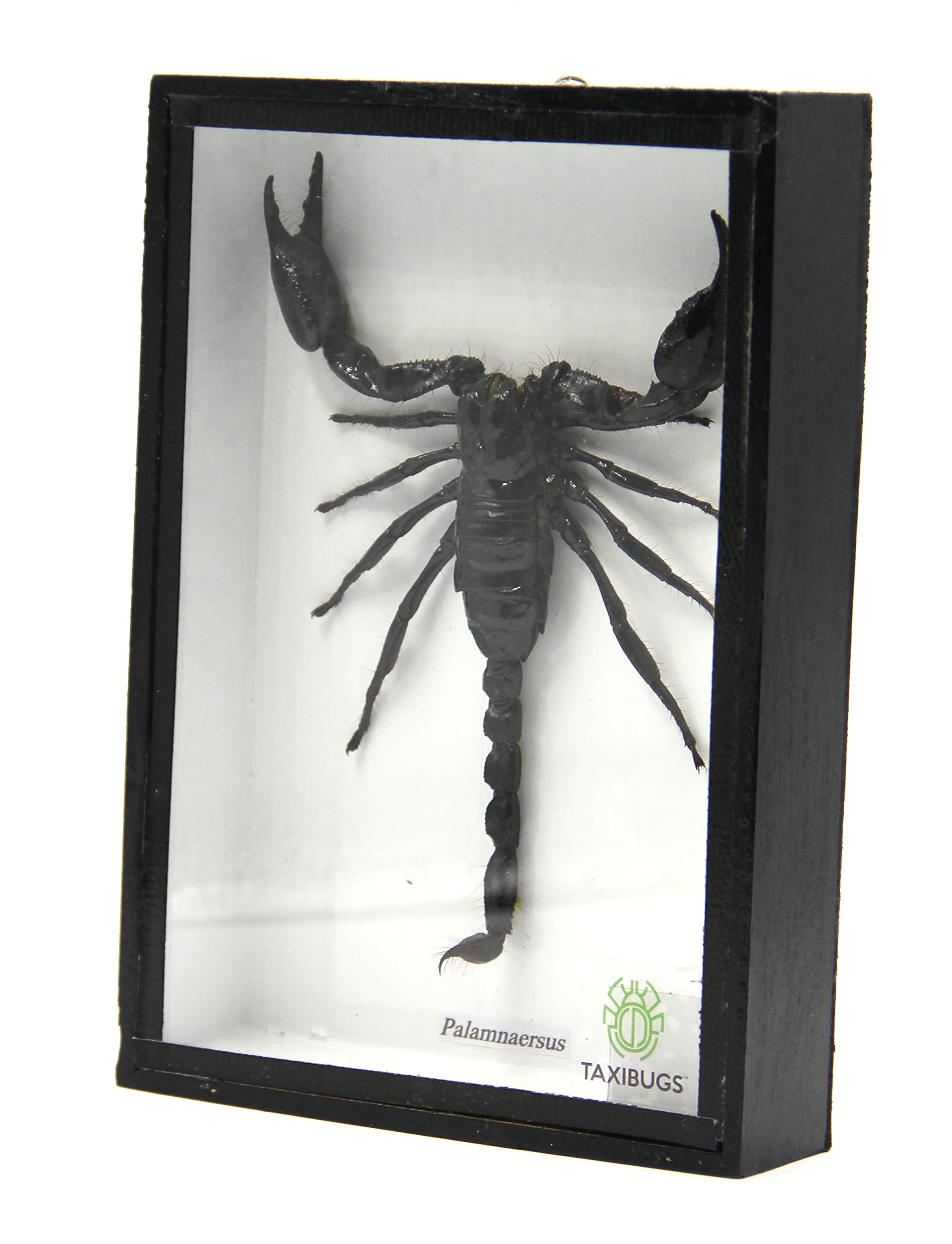 Amazon.com: Real Exotic Poisonous Scorpion – Preserved Taxidermy