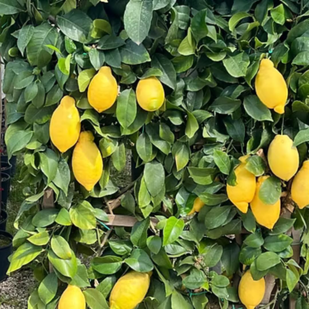 Limonero Lunario 4 Estaciones en Espaldera – Citrus Limon – Altura 130 cm – Maceta 60 cm