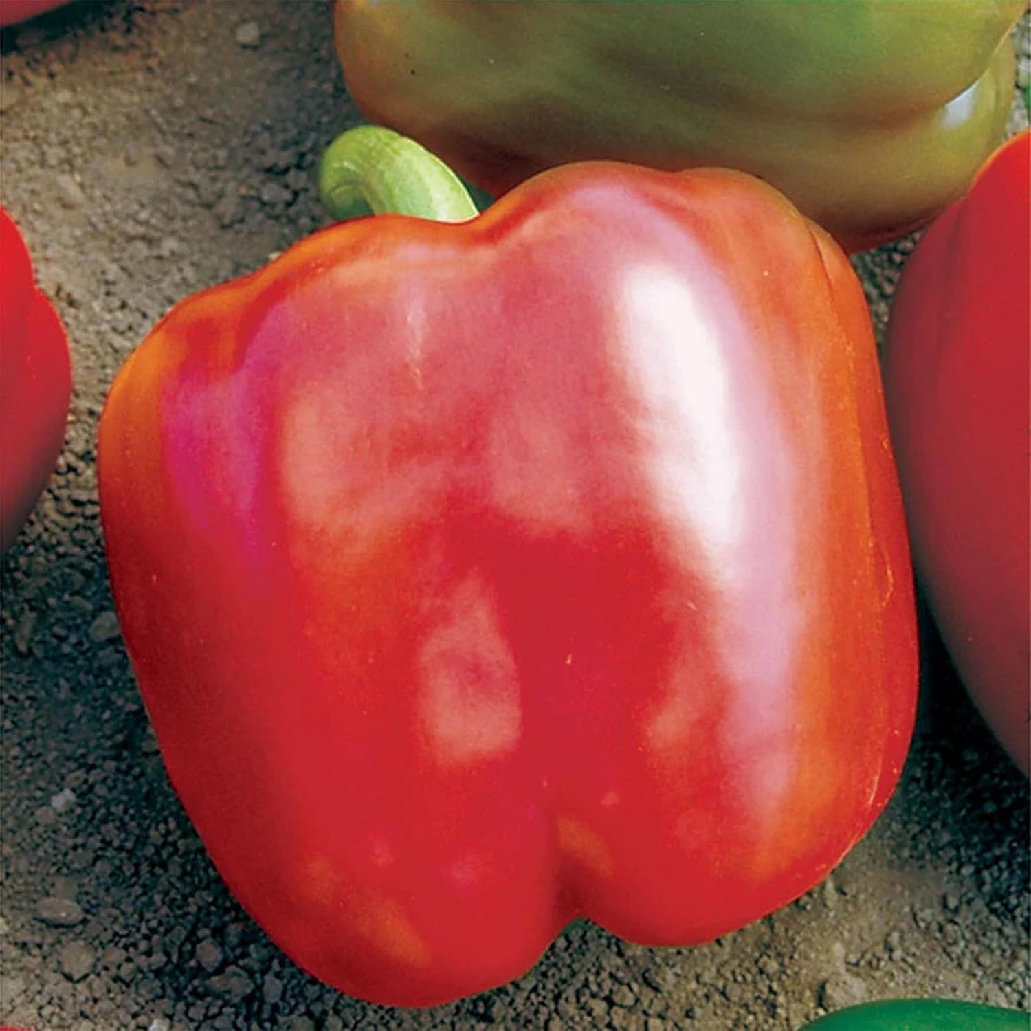 Park Seed Red Knight X3R Hybrid Pepper Seeds – Large Blocky Bell Peppers with Thick Walls, Compact Disease-Resistant Plants for Containers or Garden Beds, Early to Maturity – Pack of 100