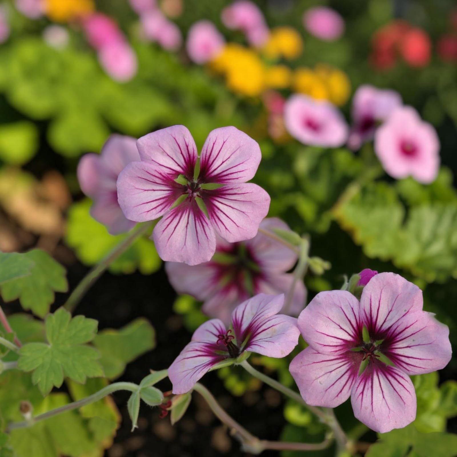 Carbeth Plants Geranium Plant in 3L Pot (Rothbury Gem) โ image 1