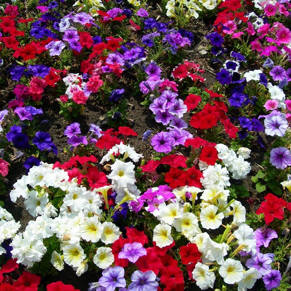 LIVE GREEN Flower Seeds | Petunia Mix Color Flower Seeds (60 seeds pack) (B09BV6ZV9C) Amazon Price History, Amazon Price Tracker