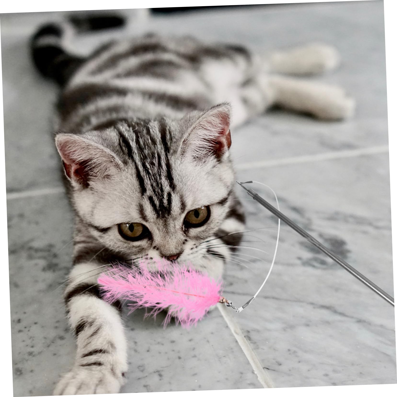 Yardwe 3stücke Pet Cat Toy Angelrute Mit Austauschbaren Köpfen Interaktives Katzenspielzeug Für Katzen Kätzchen Und Senioren Fördert Gesundheit Und Bewegung Teiliges