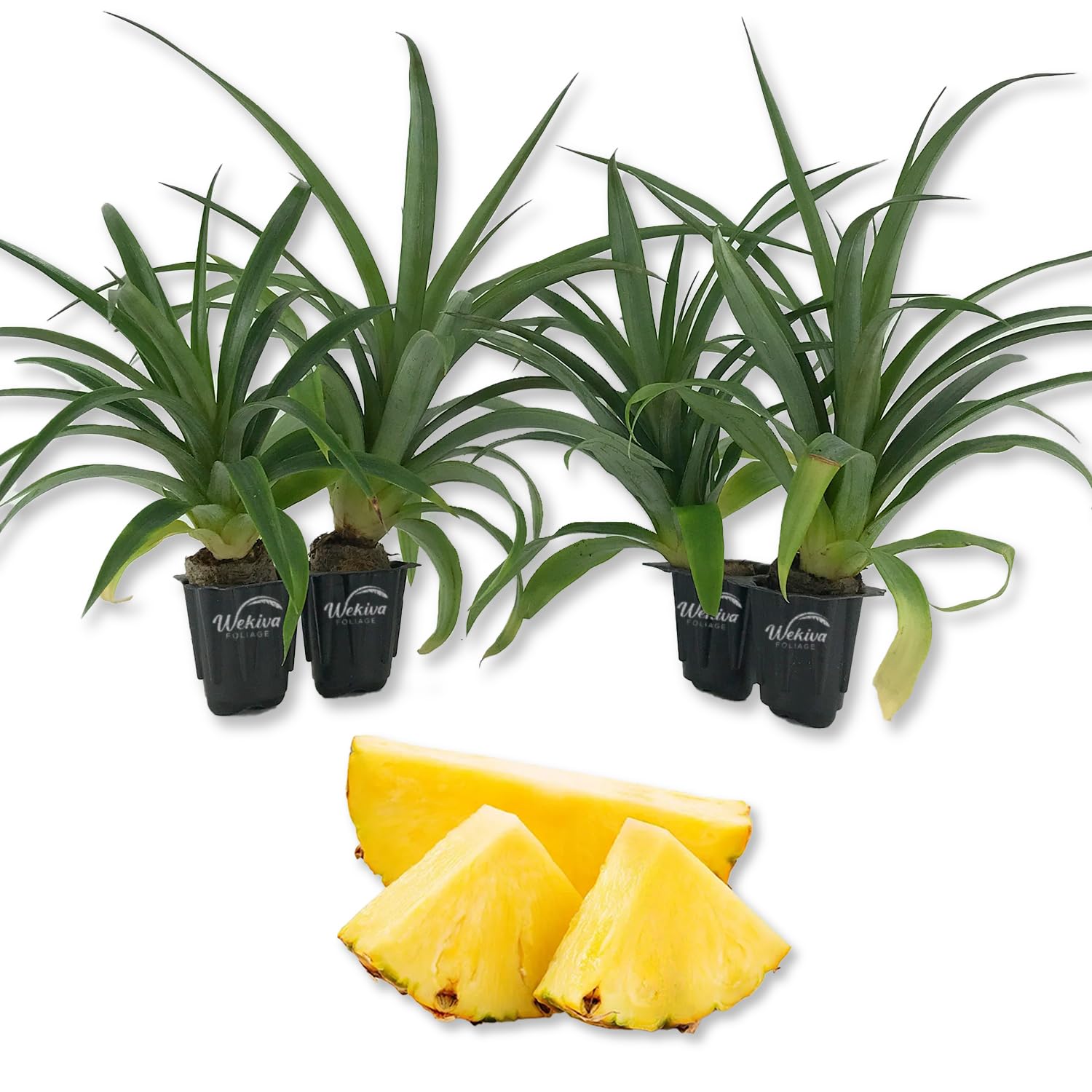 Amazon.com : Mi Amigo Ornamental Pineapple Plant - 4 Live Starter Plants in  2 Inch Pots - Ananas Nanus - Non-Edible Ornamental Fruit Tree for The Patio  and Garden : Patio, Lawn & Garden