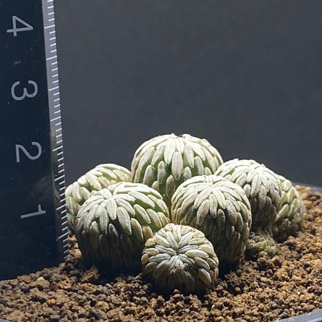 Amazon.co.jp: ペレキフォラ 精巧丸 群生株 サボテン レア種 抜き苗 Amazon.co.jp: ペレキフォラ 精巧丸 群生株 サボテン レア種 抜き苗