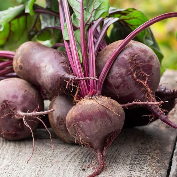 PREMIER SEEDS DIRECT - Beetroot Seeds - BOLTARDY (500 Seeds)