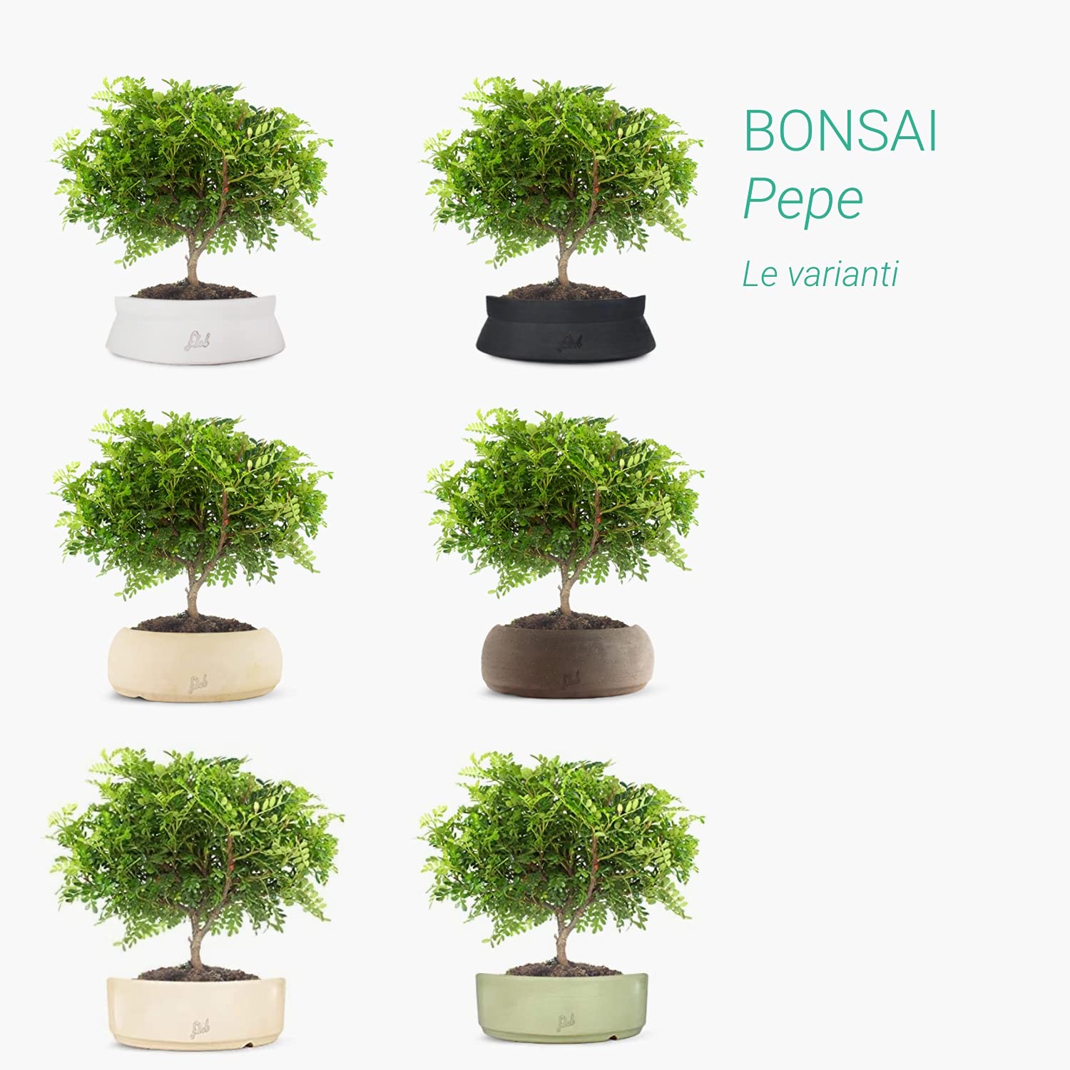 Super Pepe Bonsai Altezza 35 cm, Pianta Vera, per Interno, Vaso Artigianale in Terracotta - Marrone