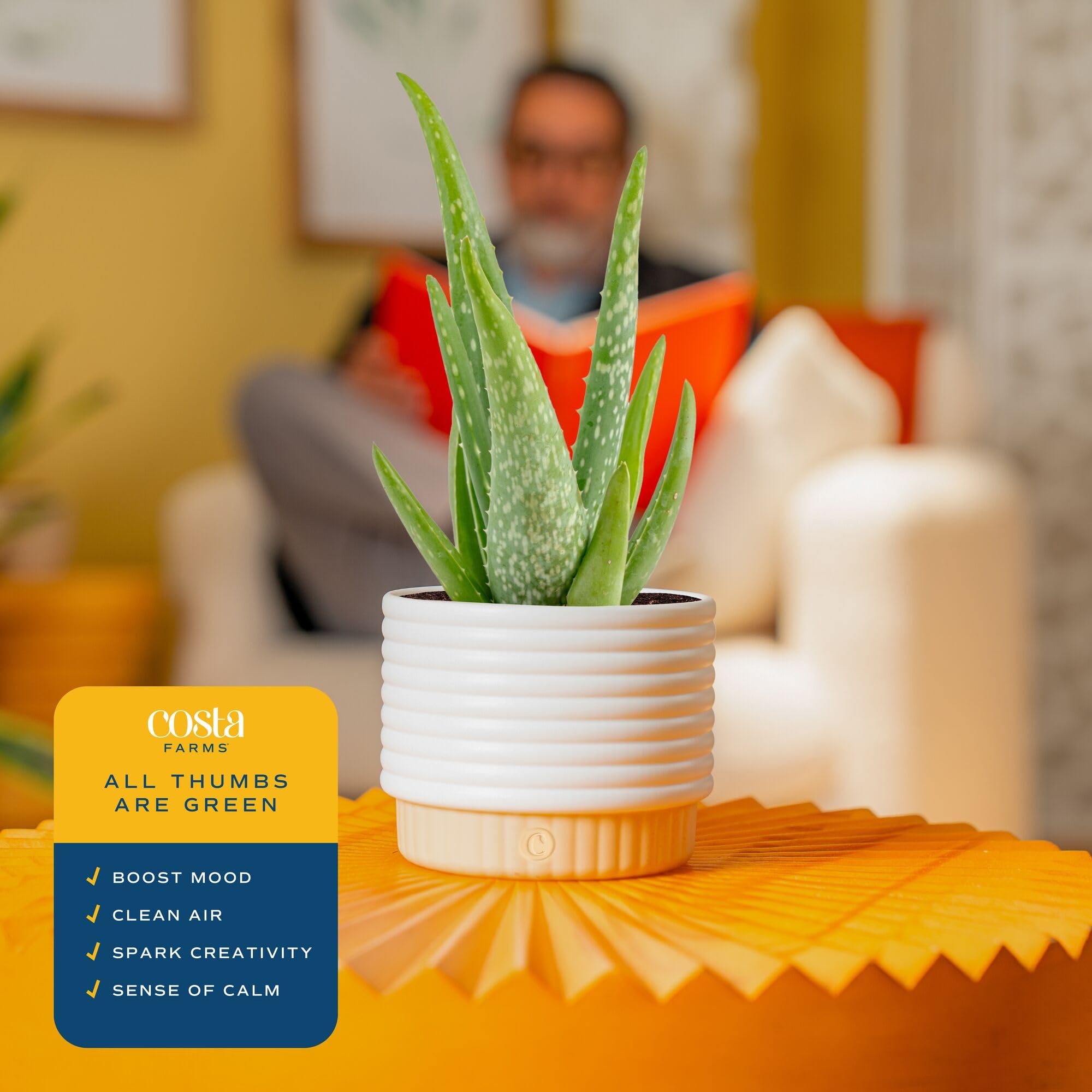 Amazon.com : Costa Farms Aloe Vera Live Plant in Decorative Pot, Easy to  Maintain, Air Purifying Succulent Indoor Houseplant, Home, Room, or Office  Decor, House Warming or Birthday Gift, 12-18 Inches Tall :