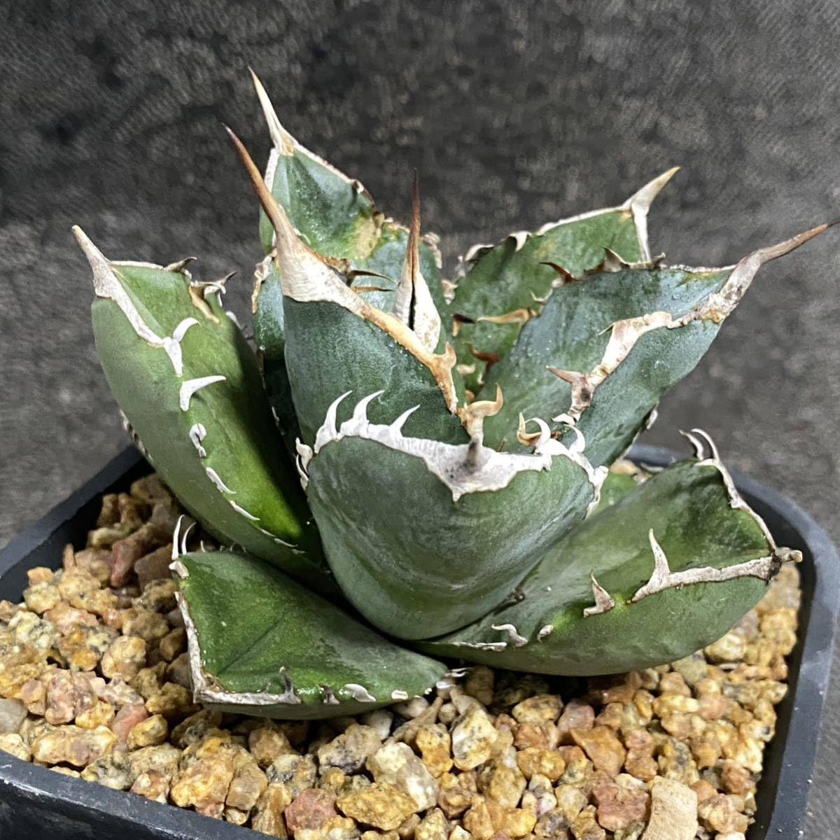Succulent Plants Agave Titanota SAD Beautiful Strain Rooted