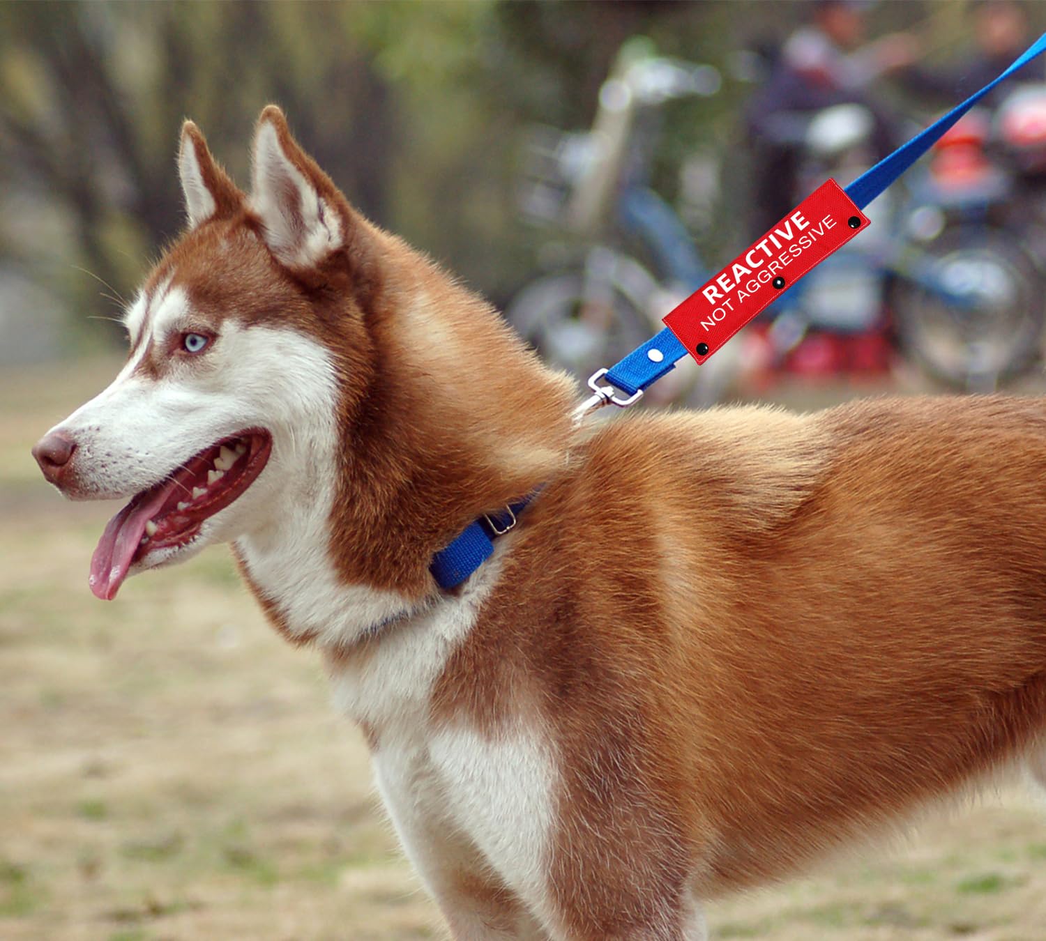 Collar Dogs With Leash Aggression How To Train Leash Reactive Dog  Aggressive Dog Leash Reactive Dog