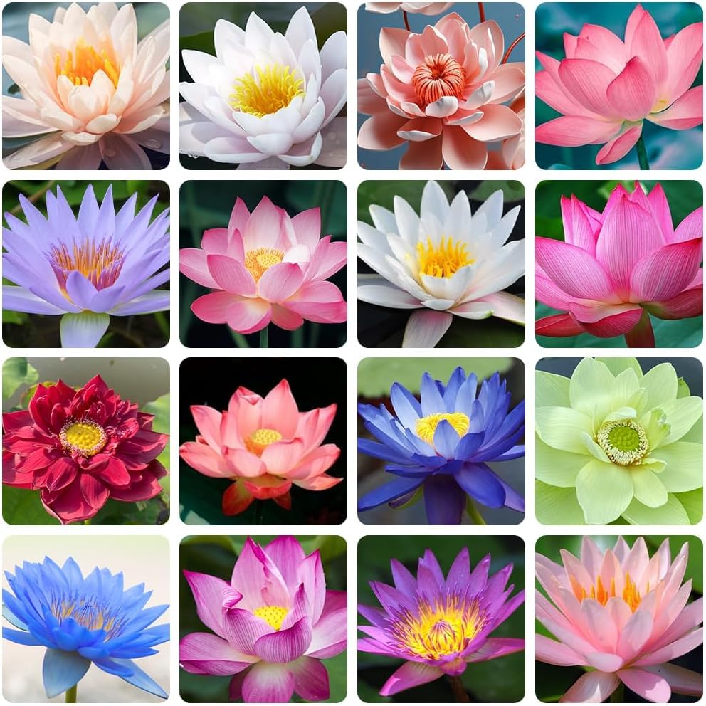 Aiden Gardens Rare Bowl Lotus Seed hydroponic Water Pond Plants Aquatic Plants Flower Mixed Color 10 Seeds