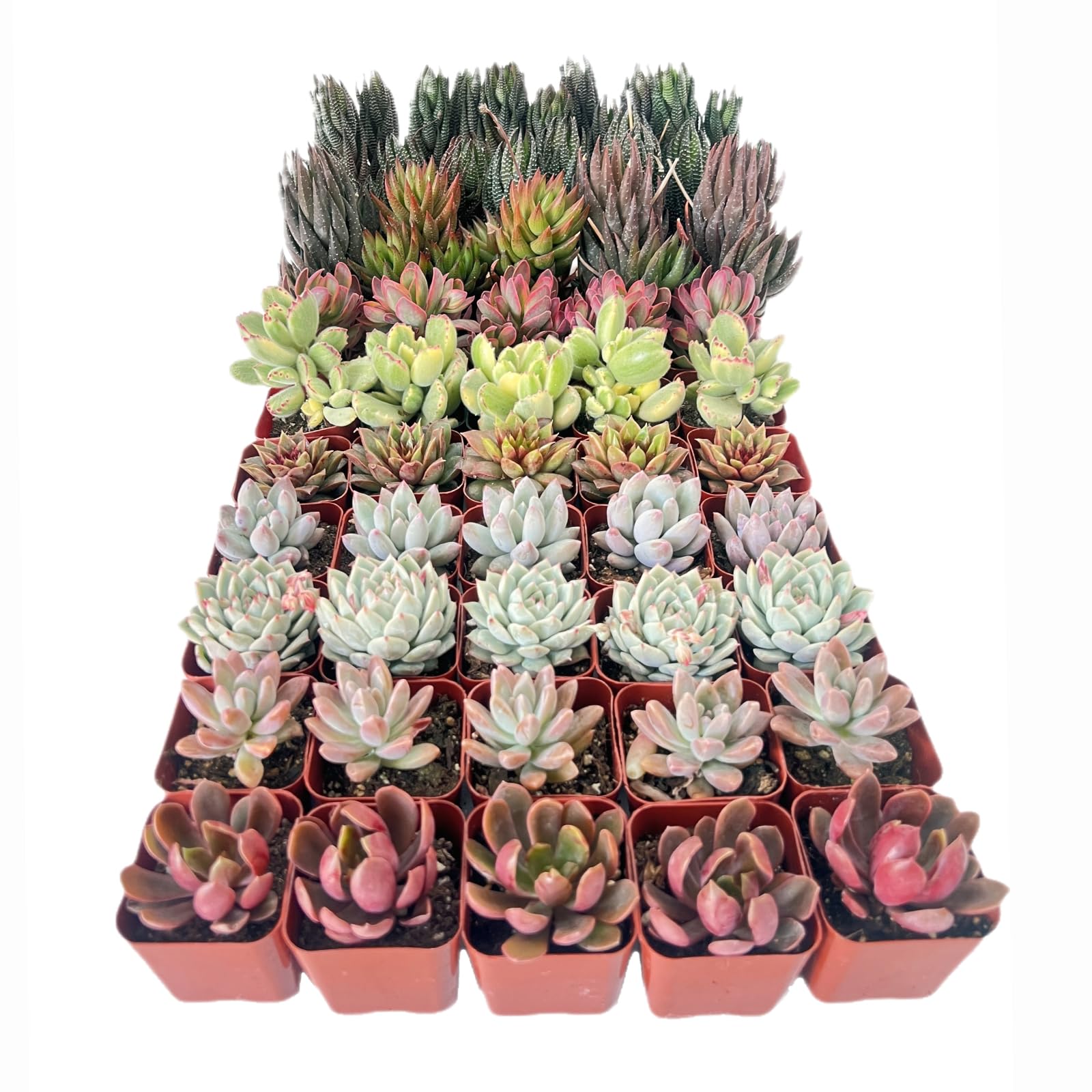 50 Pack Assorted Succulents Plants Live, Including Haworthia Succulents, Rare Home Plants for Indoor House Home Garden Wedding Decor Party Favor
