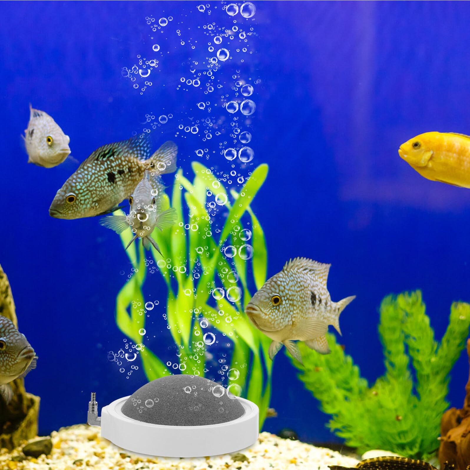 Abaodam 2 Stück Luftstein für Aquarium aus Nanomaterial mit Gleichmäßiger Blasenausgabe zur Erhöhung des Sauerstoffgehalts für Heim Aquarien und Hydroponik Nährstoffbehälter