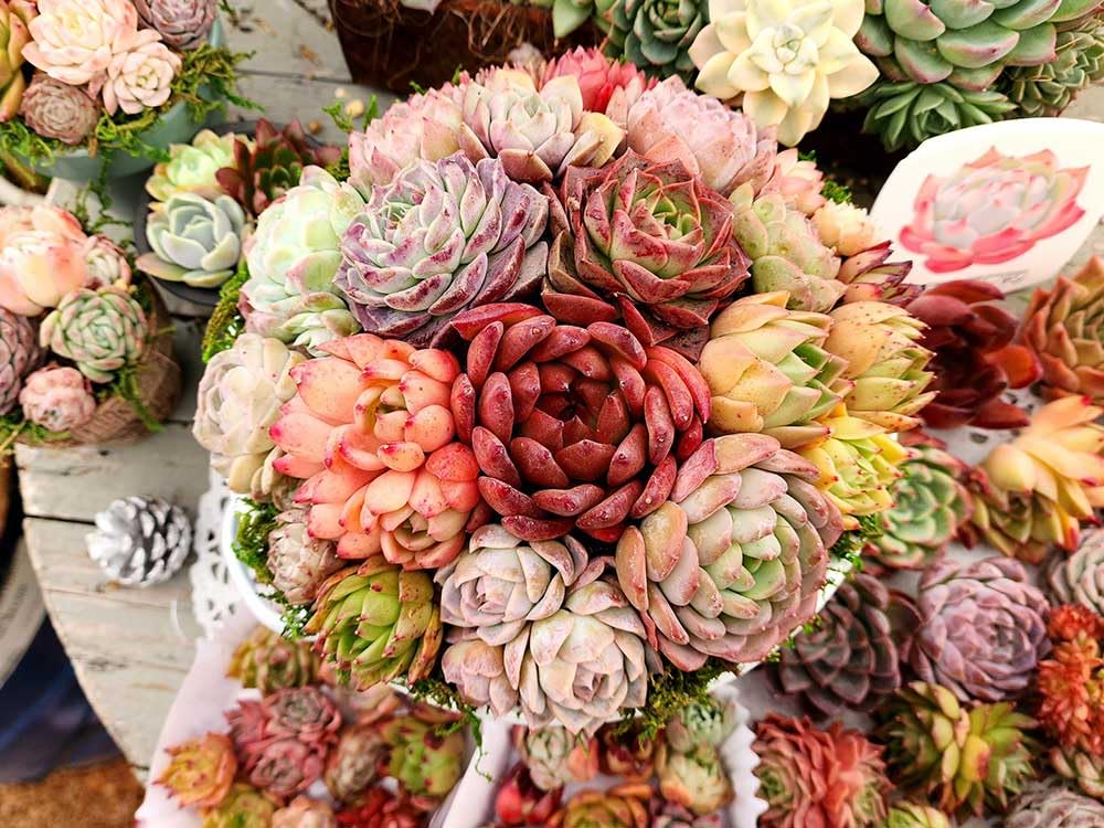 多肉寄せ植え♡グリーンネックレス 多肉植物 寄せ植え グリーンネックレス 贅沢ハート仕立て