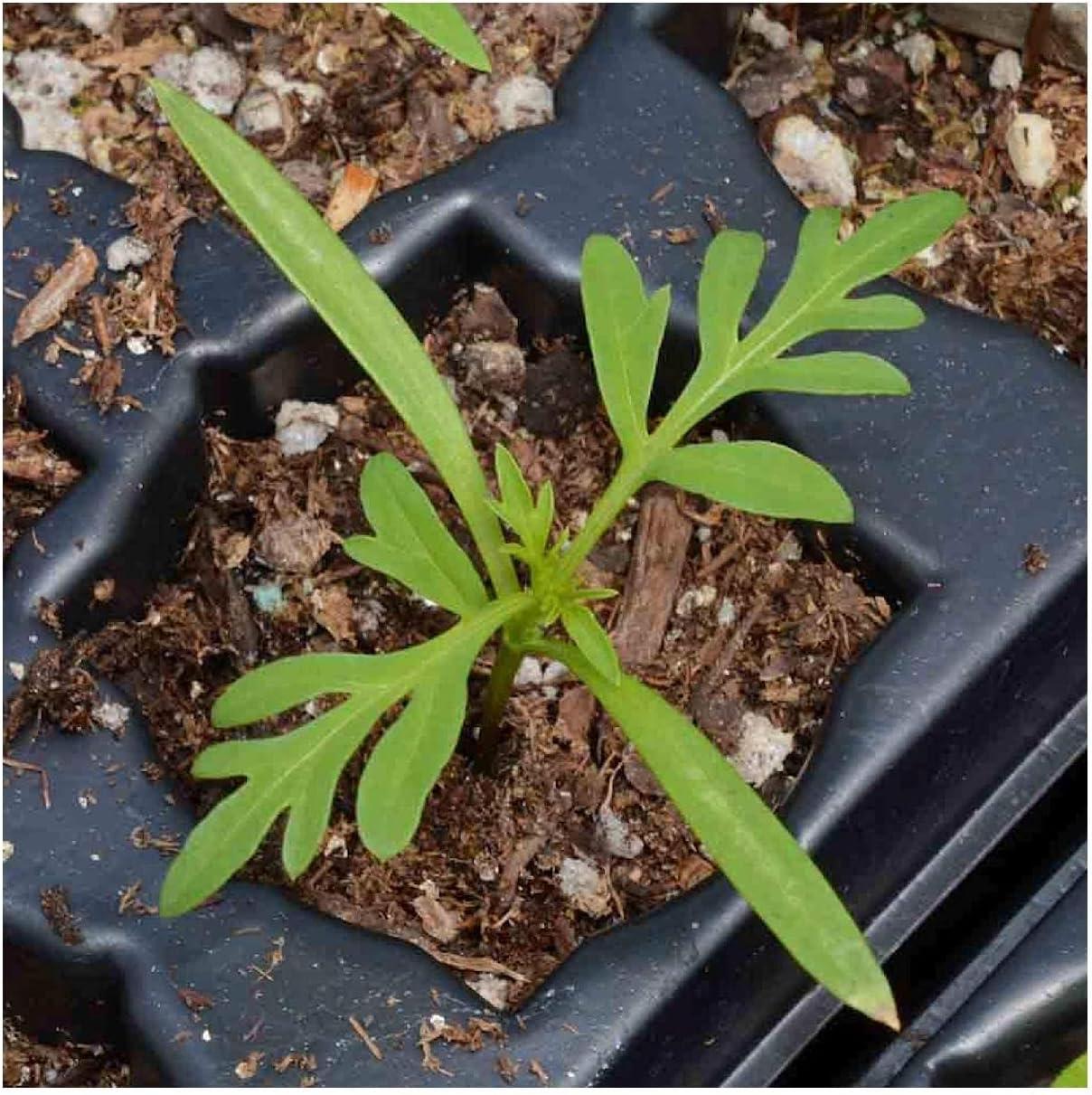 Everwilde Farms - 1 Lb Bright Lights Mix Cosmos Wildflower Seeds - Gold Vault