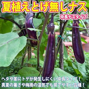 珍しいトマトとなすの苗7本セット 珍しいトマトとなすの苗7本セット