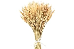 17.7 Inches Dried Corn Stalks for Home Decor