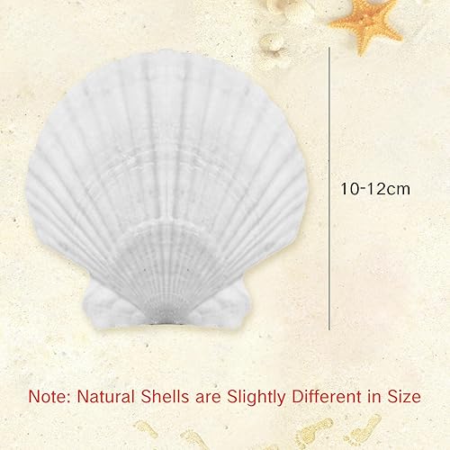 Miniatura 2 de NIIIYTYB Conchas de vieira grandes de 4 a 5 pulgadas, conchas naturales para manualidades, proyectos de bricolaje, decoración de boda en la playa,