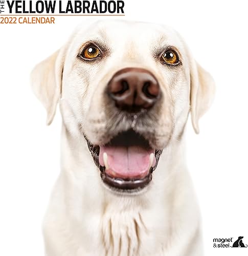 Calendario moderno de Labrador amarillo 2022 calendario de pared 2022-2023, 12 x 12 pulgadas, 16 meses, regalo para dueño de perros, regalo para