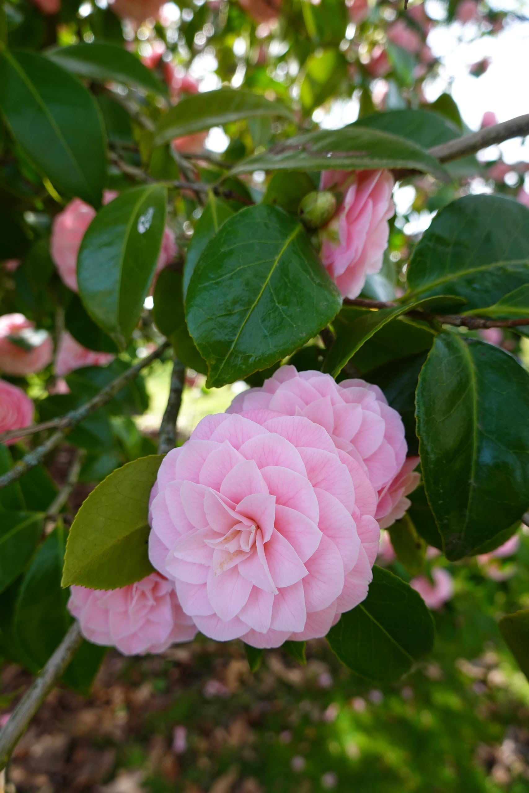 Seedeo Japanische Kamelie (Camelia japonica) Rosablhend 8 Samen :  Amazon.de: Garten