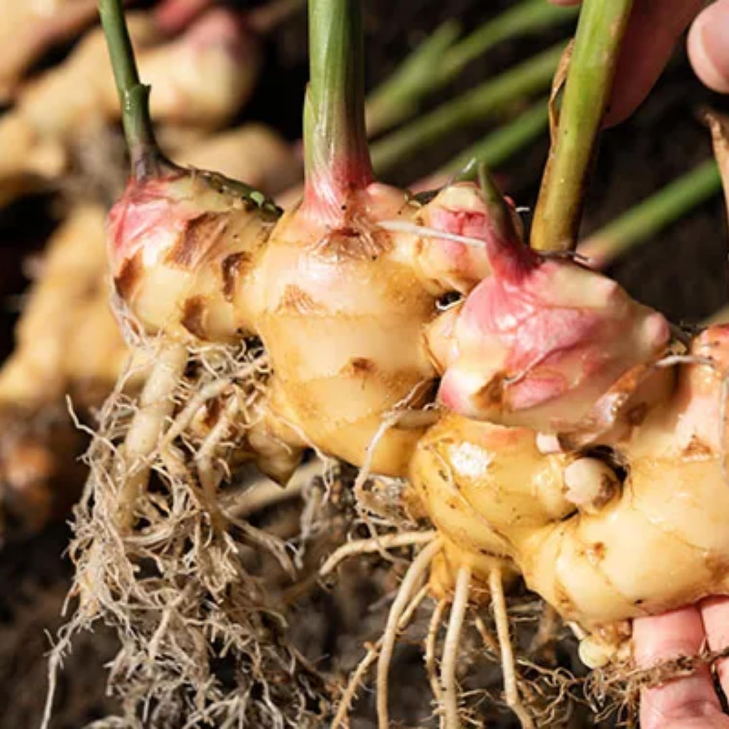 Amazon.com : 2 Ginger Plants Live for Planting Outdoor, 5 to 8 Inc