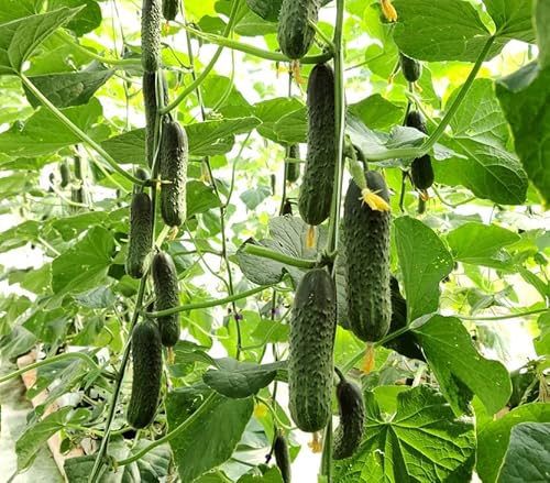 Seedsup - 10+ Indoor Cucumber F1 Self-Pollinating - Vegetable Green #TOP3