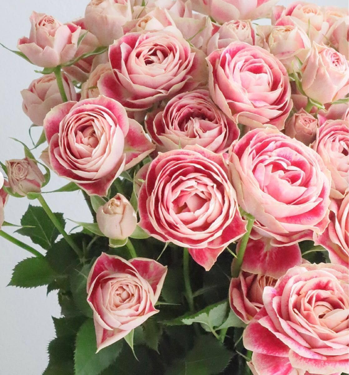 Amazon.co.jp: レア 入手難しい 切り花品種 薔薇苗 (複色) : DIY・工具 
