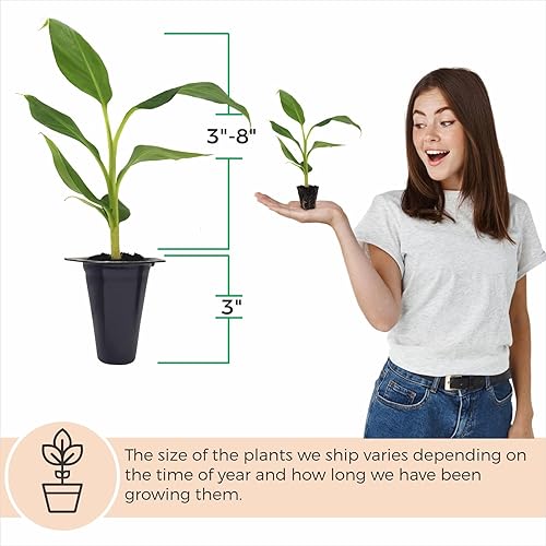 Miniatura 10 de Banana Tree Grand Nain. Juego de 4 plantas vivas de iniciación.
