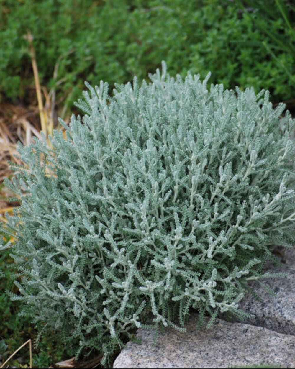 Perennial Farm Marketplace Santolina incana Nana (Lavender Cotton) Perennial, Size-#1 Container, Yellow Flowers