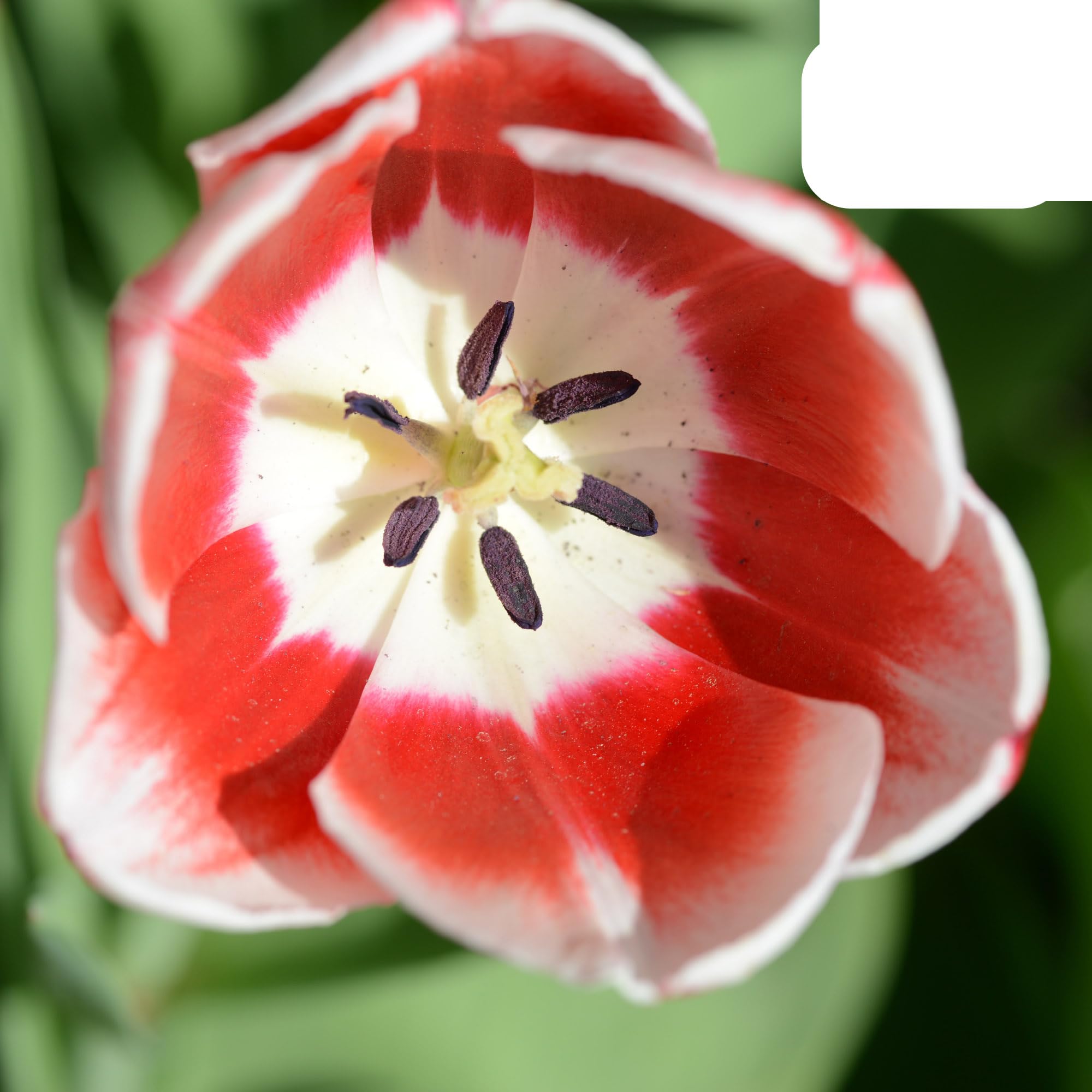 Bulbos de tulipán Candy Apple Delight | 20 Piezas - Tulipán rojo y blanco - 30-50cm - Ø10-12cm - Multitrato - bulbo de flor - Planta de jardín