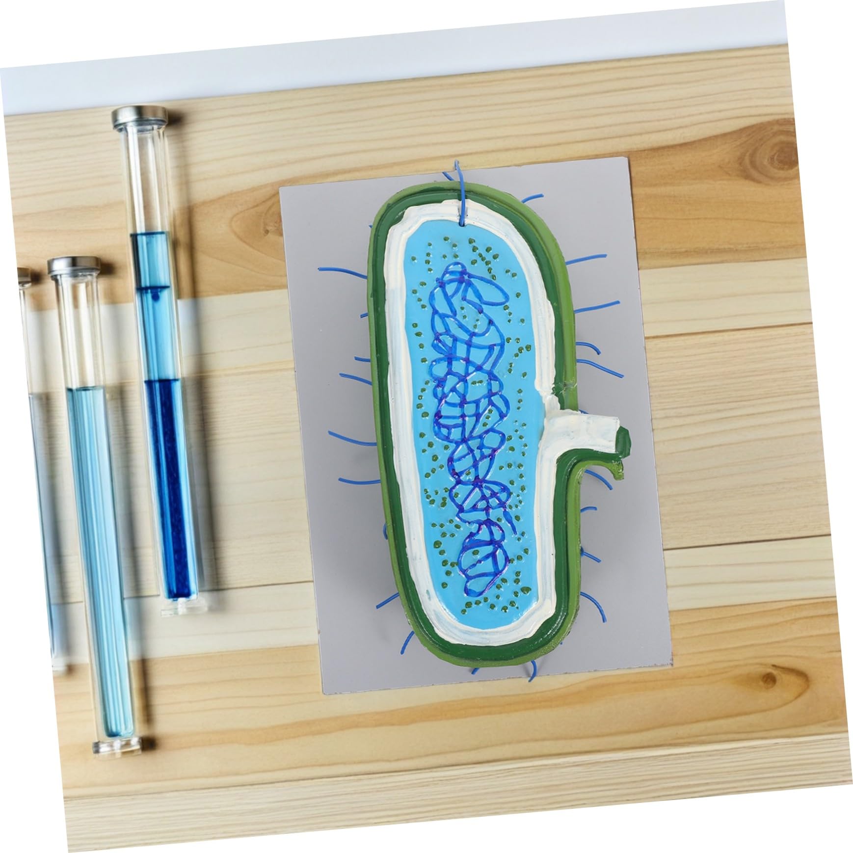 Cabilock Modello Interattivo per Lezioni Biologia Kit DIY per Costruire Struttura con Organelli Gioco Educativo per Studenti e Uso in Aula