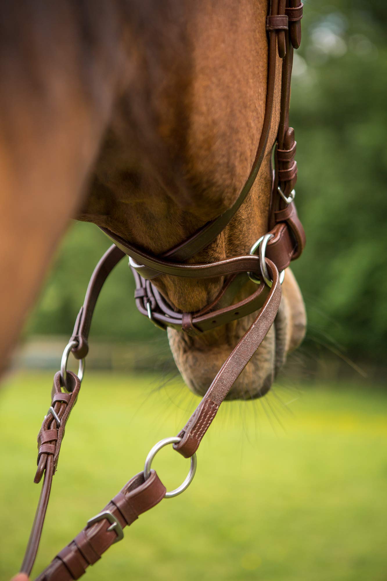 Bridas sin bits de cuero, negro o marrón (extra completo), marrón