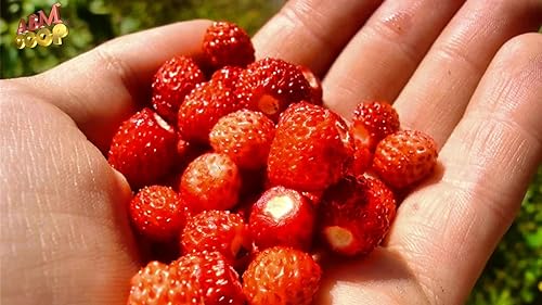 Miniatura 4 de Fruit Alpine Giant Strawberry Regina Red - 100 Semillas