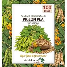 100 - Pigeon Peas Seeds for Planting NonGMO Heirloom Gandules Cajanus cajan a.k.a Gungo Peas/Congo Pea HighGermination Vegetable Seeds for Outdoor Garden & Trellis Growing.