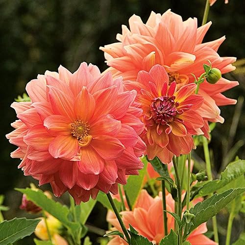 Ace Summer Sunset Dahlia - Tubérculo de raíz desnuda de 5 galones - Impresionantes flores de color atardecer para plantar primavera 2025 - Perfecto