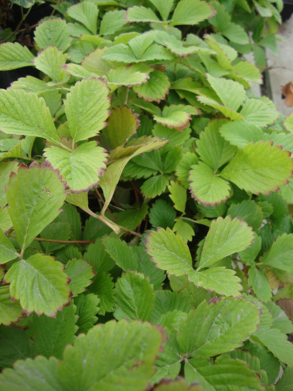Graines améliorées de fraise Rugen Paquet de 500 graines