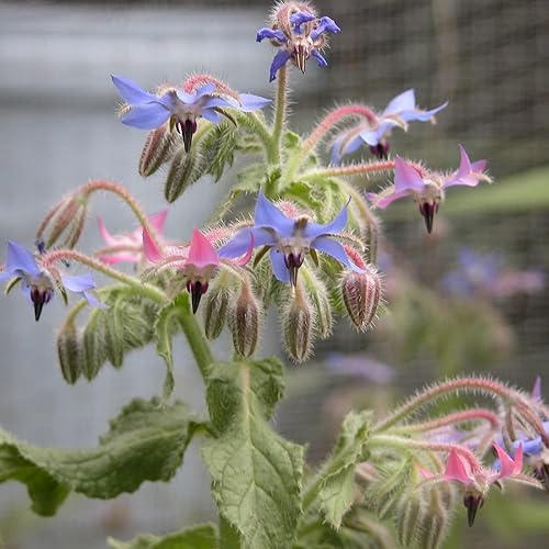 CHUXAY GARDEN Mezcla de borraje, borago officinalis, flor de estrella 30 semillas, azul, morado, rosa, encantadora, flores, plantas anuales de