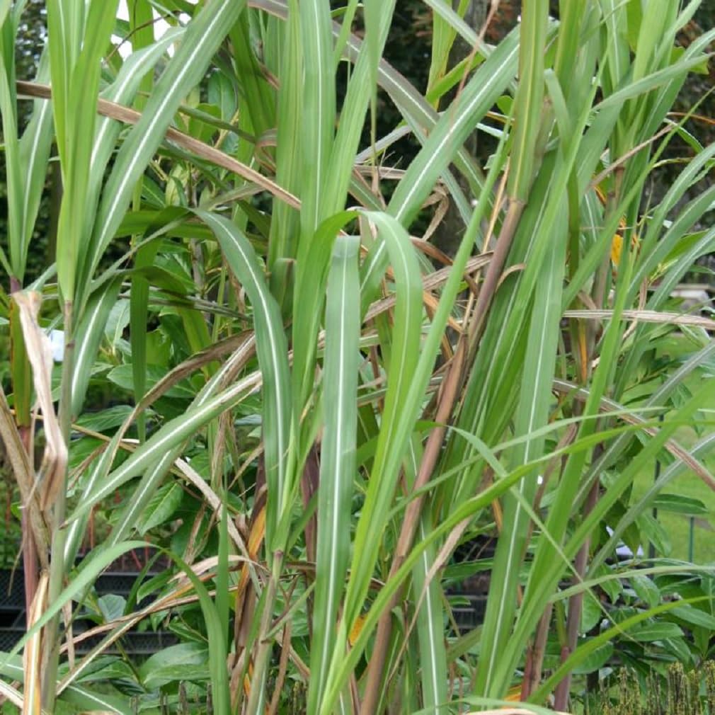24er-Set Imposantes Riesengras - Miscanthus Floridulus 'Giganteus': Gigantische Schönheit im 9x9cm Topf, Grün, Ziergras für Outdoor