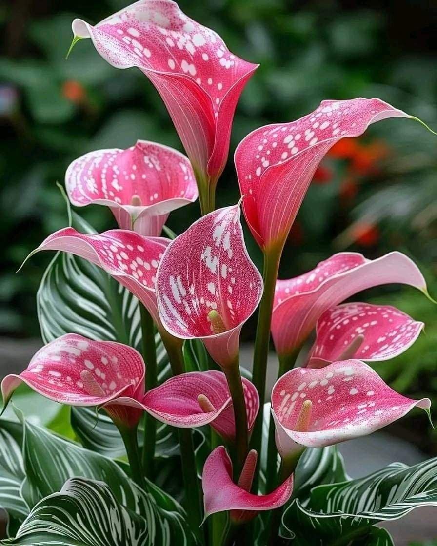 Calla Lily Bulbs Perennial UK, Fragrant Flowers, Rare and Beautiful Calla Bulbs in Bulk,Planting for Stunning Garden Displays-4 Bulbs-H — image 1