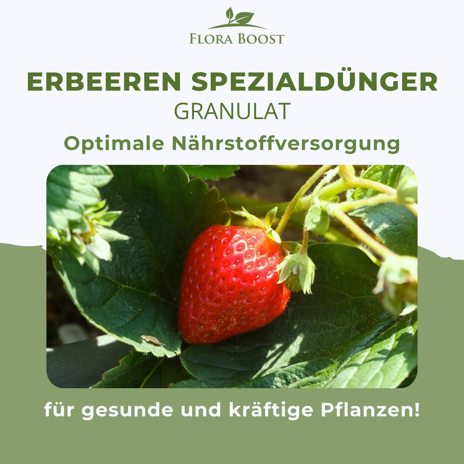 Flora Boost PRO Erdbeer Dünger Langzeitwirkung 5 kg I NPK 7-4-6 Granulat für Erdbeerpflanzen I Organisch-mineralischer Beerendünger für süße Früchte, hohe Erträge & gesundes Wachstum