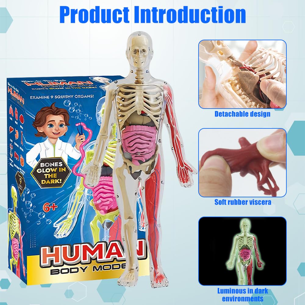 Human Body Model for Kids 32CM Science Can Human Body Model for Kids with 9 Removable Organs - Image 2