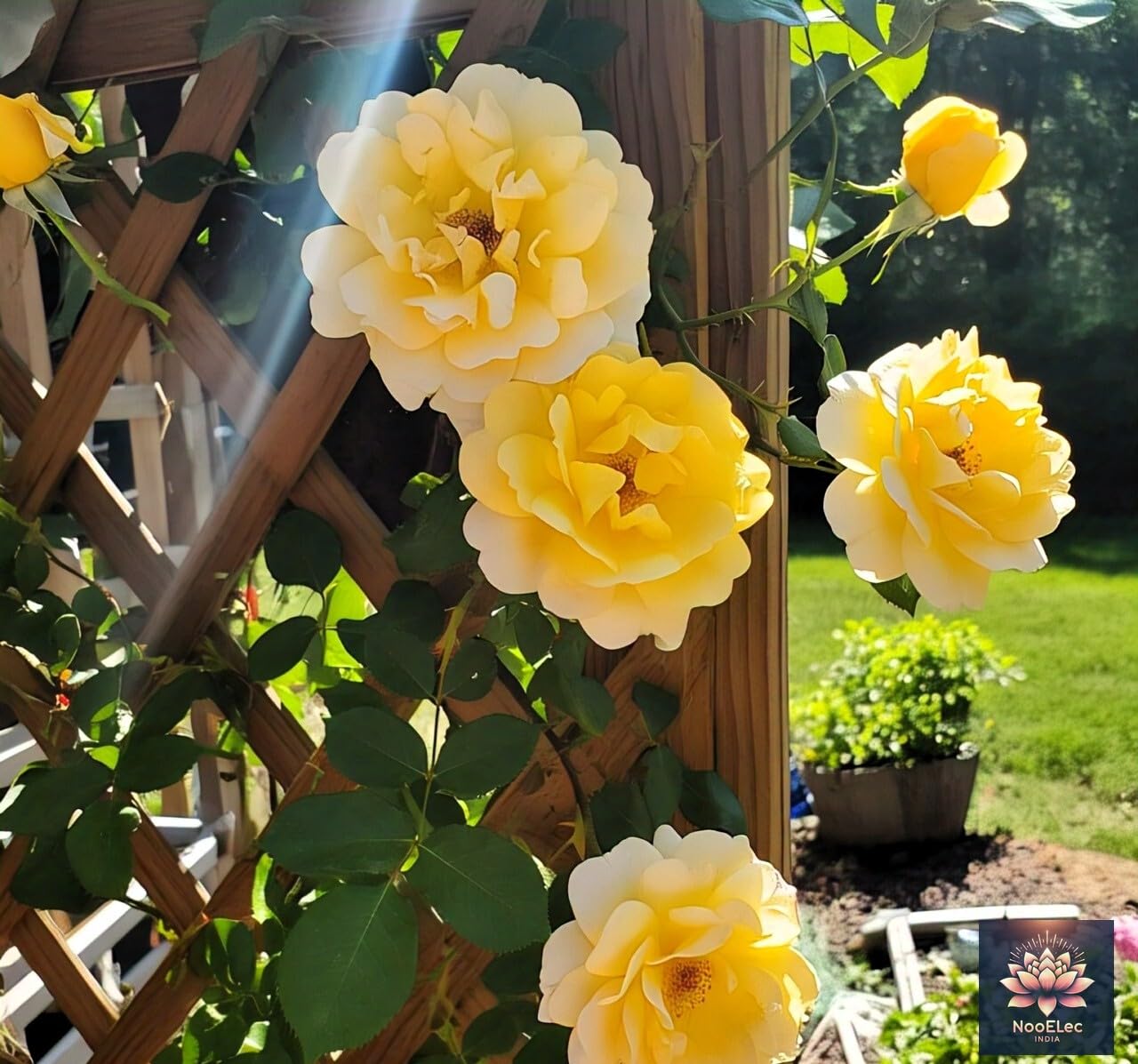 NooElec Seeds India Climbing Rose Flower Seeds, 60 Seeds Pack - Hybrid, Year-Round Blooms, Minimal Care (MIX) - Image 3 thumbnail
