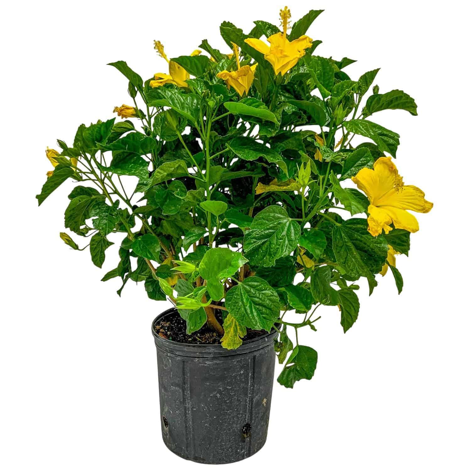 Hibiscus Live Plant Yellow Ft Myers Bush