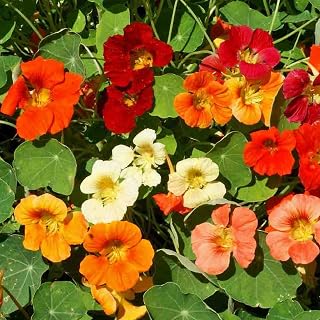 50+ Mix Nasturtium (Tropaeolum nanum) Seeds for Planting