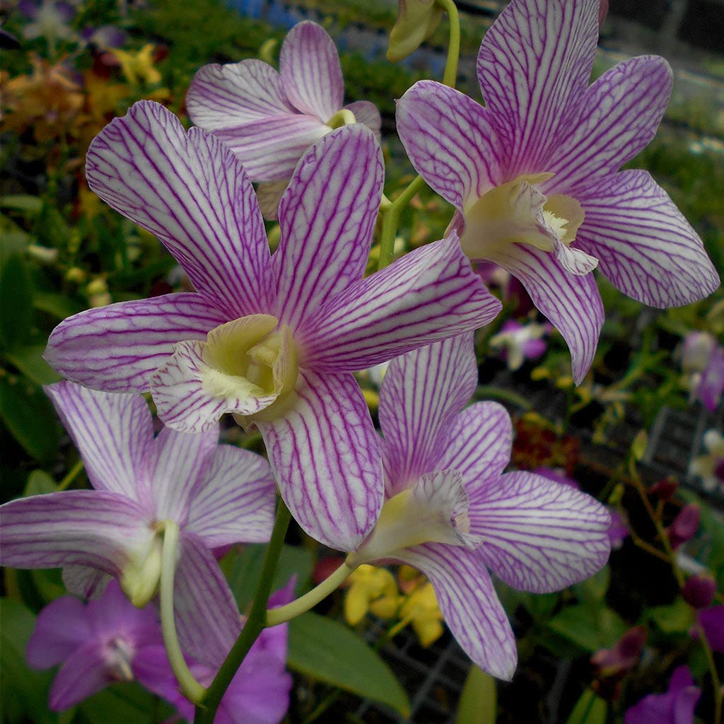 Florona Rare Orchid Live Plants Seedling dendrobium " Aridang Green x Burana Stripe " 1 Healthy Live Plant (B09TTPVWCT) Amazon Price History, Amazon Price Tracker