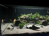 Review Image by SailFin7