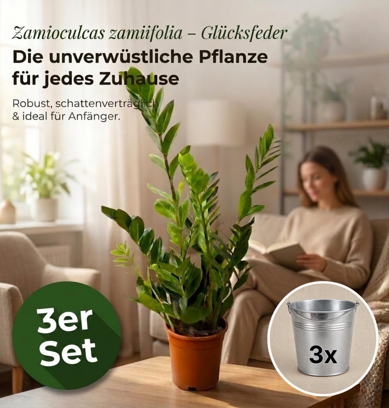 Glücksfeder + 3x Zinktopf | 3er-Set | Zamioculcas zamiifolia | ca. 40-50 cm | ø 12-15 cm Topf | Pflegeleichte Zimmerpflanzen für Wohnung und Büro | Qualität vom Pflanzen Profi