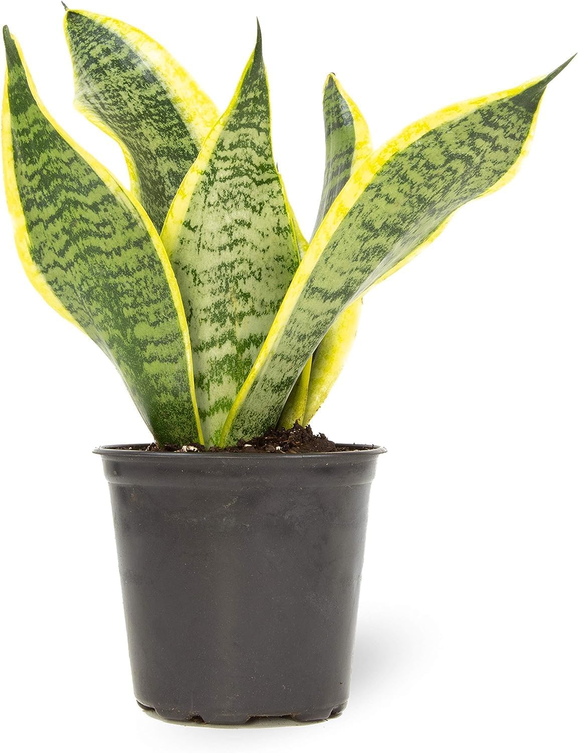 Lifestyle sansevieria live Indoor Plant For Home and Garden with Pot (Pack of 1) (Sansevieria Canaliculate) (sansevieria-02) (B0DG56MYHJ) Amazon Price History, Amazon Price Tracker