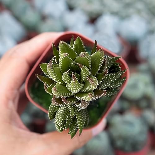 Miniatura 3 de Sprout N Green Haworthia coarctata, planta suculenta viva rara completamente enraizada en maceta de inicio de 2 pulgadas, planta doméstica para