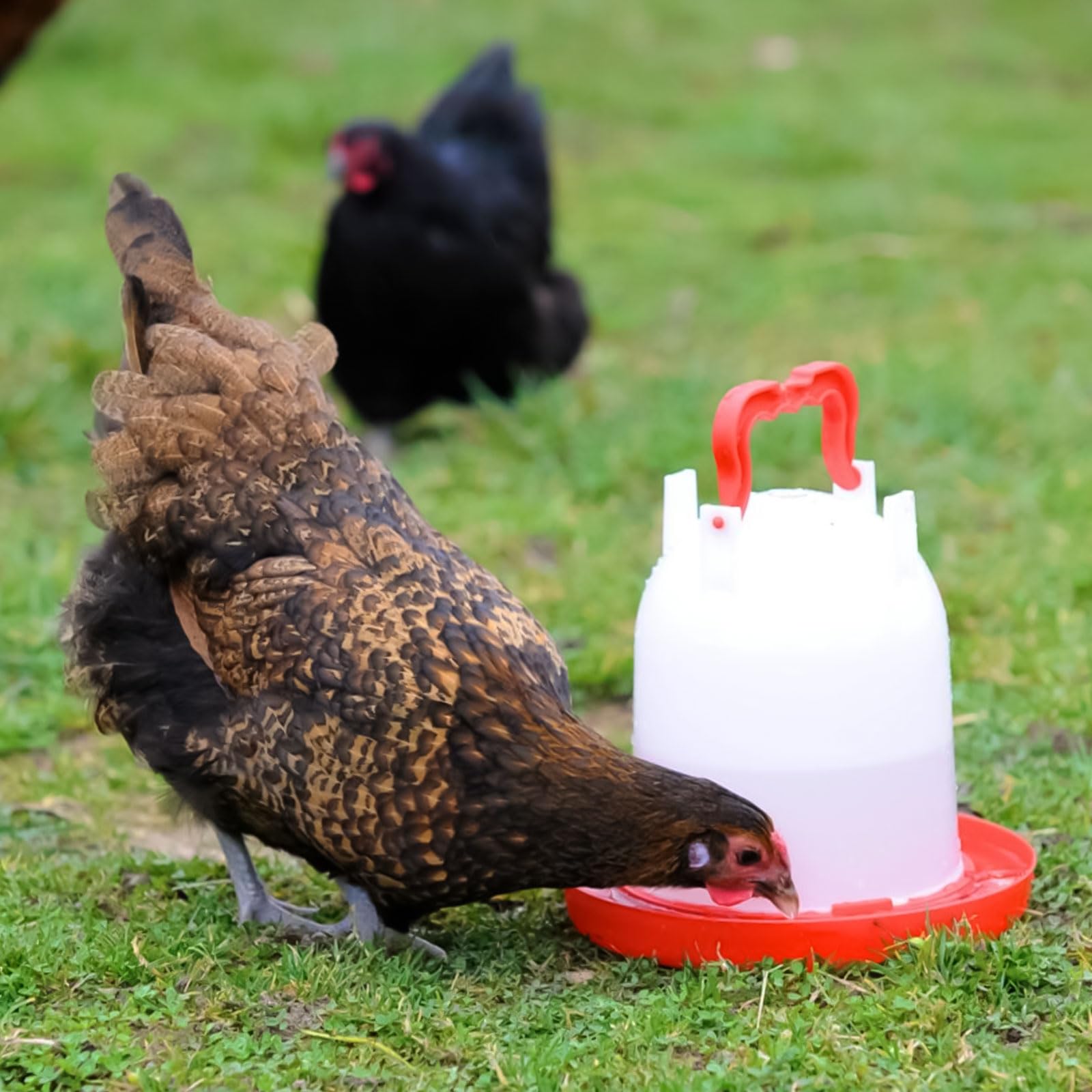 SHUESS 4 dispensadores de agua para pollo, comederos y bebedores de plástico para pollo, bebedor de aves de corral de 3 litros, comedero de agua para pollo, gallina, pato (rojo)